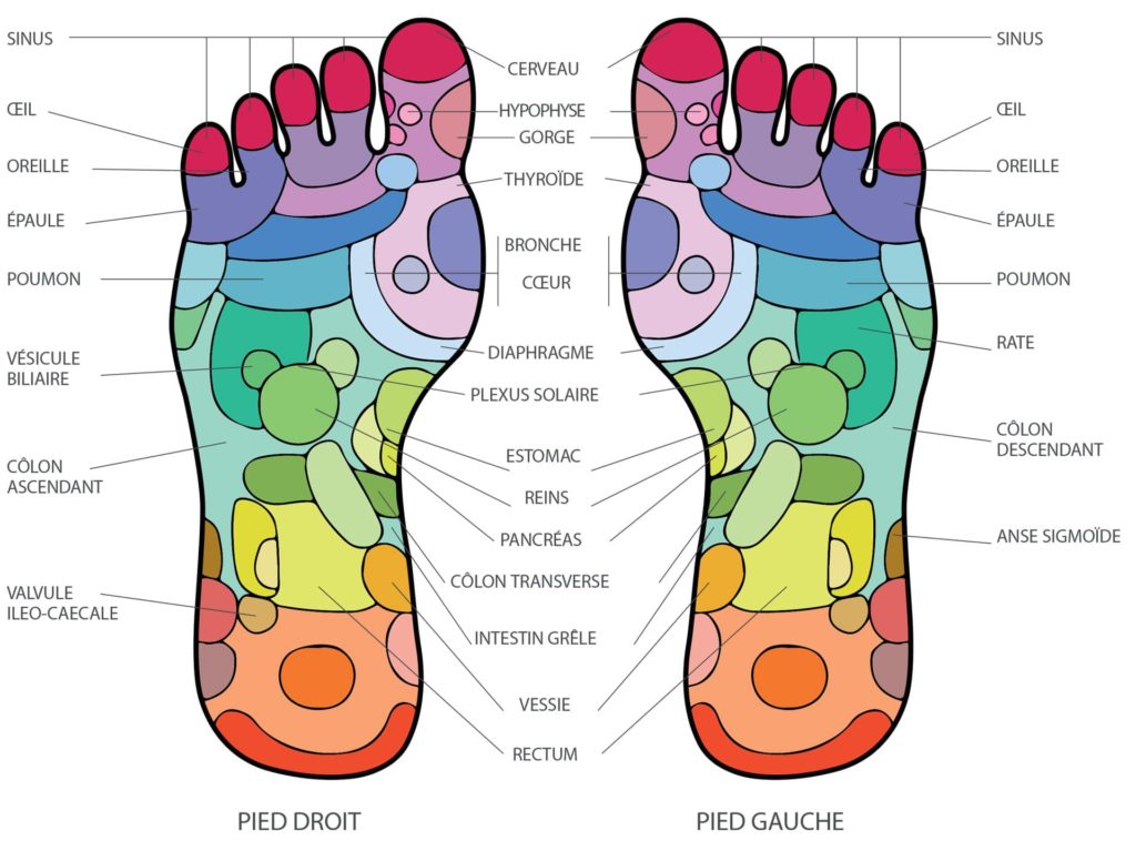 carte-zones-reflexes-reflexologie-plantaires